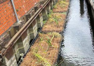 Floating Reed Beds, Wharf Hale, Tottenham
